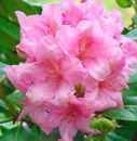 rhododendron wyandanch