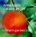 Anna southern
        apple
