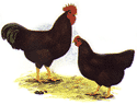 Rhode Island Red laying hens