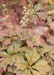 Henrici Hybrids Rodgersia pinnata Perennial