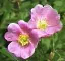Mountain Rose rosa woodsii