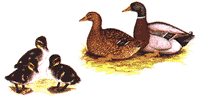 Rouens Mallard Ducks