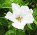 Rosa rugosa white