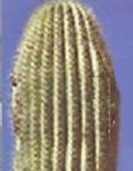 Saguaro Carnegia gigantea cactus