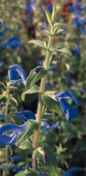 Blue Angel Salvia patens