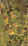 Jupiters Distaff Salvia glutinosa