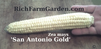 San Antonio Gold
        Zea mays Yellow Sweet Corn ear