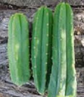 San Pedro cactus Trichocereus paschanoi