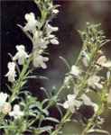 Satureja montana Winter Savory