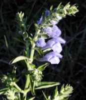 scutellaria lateriflora blue scullcap seed herb