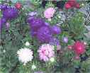 Seastar Mix Aster Callistephus chinensis annual flower