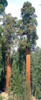Giant Sequoia tree sequoia giganteum