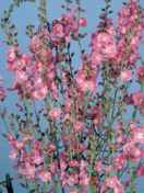 Checker Mallow Sidalcea malvaflora Perennial flower