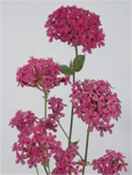 Oriental silene orientalis Perennial flower