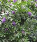 Texas Mountain Laurel Sophora secundiflora