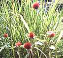 Strawberry Fields Lemon grass Gomphrena haageana Annual flower
