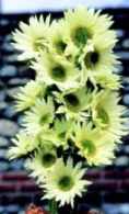 Jade sunflower Helianthus annuus