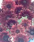Moulin Rouge sunflower Helianthus annuus