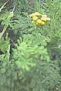 Tansy Tanacetum vulgare Perennial