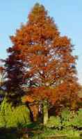 Bald Cypress tree Taxodium distichum