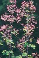 Lavender Mist Thalictrum rochebrunianum Perennial