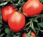 Amish Paste tomato