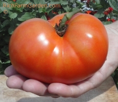 Beefsteak tomato