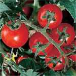 Chadwick
        Cherry tomato