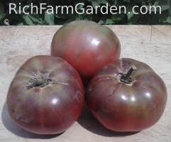 Cherokee Purple tomato