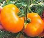 Orange Jubilee tomato