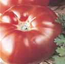 Marmande
        tomato