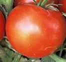 Old
        Brooks tomato