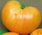 Orange Oxheart tomato
