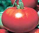 Red Calabash tomato