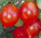 Reisentraube tomato