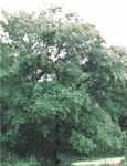 White Elm tree Water Elm