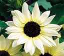 vanilla ice sunflower Helianthus annuus