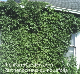 Virginia Creeper American Ivy Parthenocissus quinquefolia green
