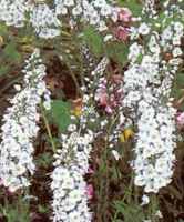 White Speedwell Veronica spicata alba