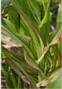 victorian striped maize Zea mays japonica