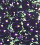 viola cornuta bowles black