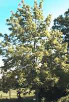 juglans nigra black walnut
