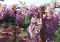 Purple Chinese Wisteria sinensis