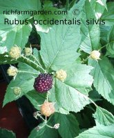 Woodland Black Cap™ Rubus occidentalis silvis