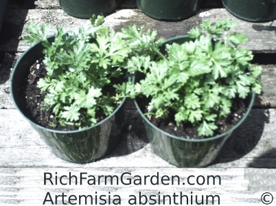 Wormwood Absinthe plant Ajenjo Artemisia absinthium