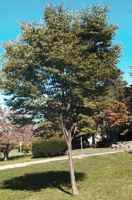 Japanese Zelkova serrata