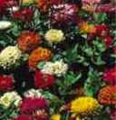 State Fair Mix Zinnia elegans
        Annual flowers